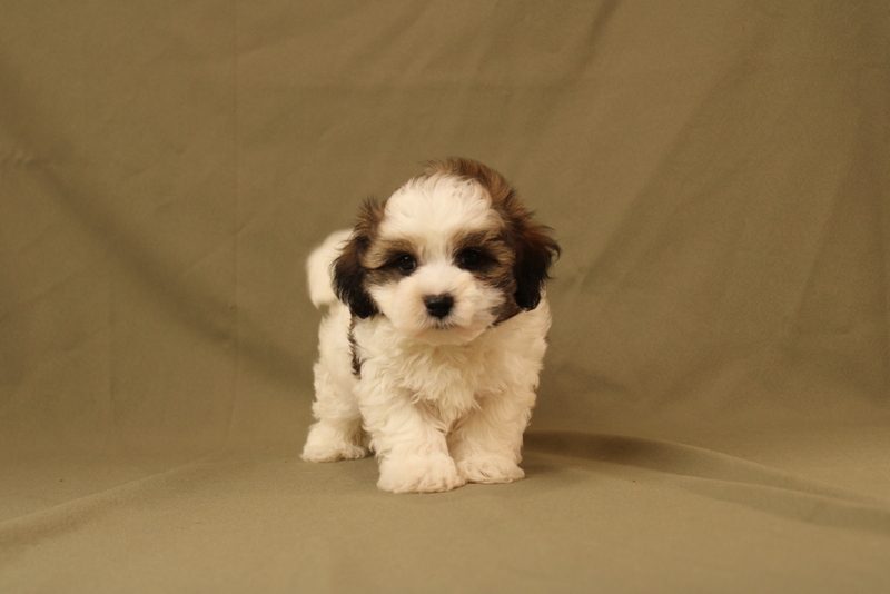 puppy, for, sale, Maltipoo, Matthew B. Stoltzfus, dog, breeder, Gap, PA, dog-breeder, puppy-for-sale, forsale, nearby, find, puppyfind, locator, puppylocator, aca